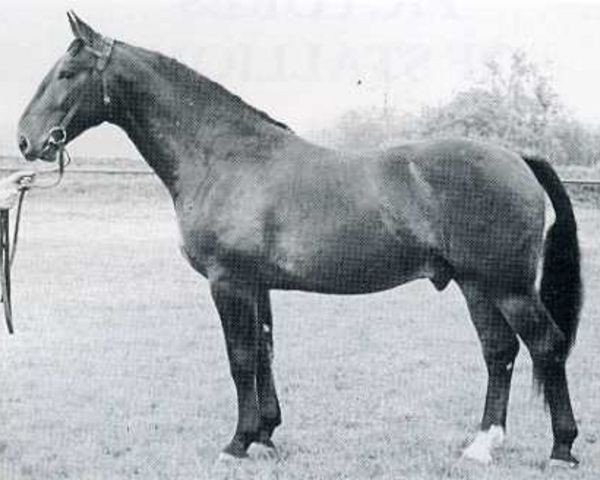 stallion Goldschmied (Holsteiner, 1953, from Lossberg III)