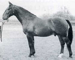 Deckhengst Goldschmied (Holsteiner, 1953, von Lossberg III)