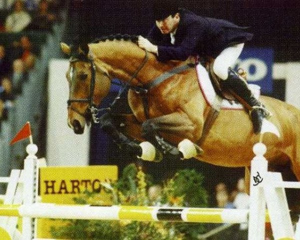 stallion Sheyenne de Baugy (Selle Français, 1984, from Grand Veneur)