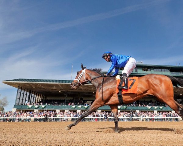 horse Matareya xx (Thoroughbred, 2019, from Pioneerof The Nile xx)