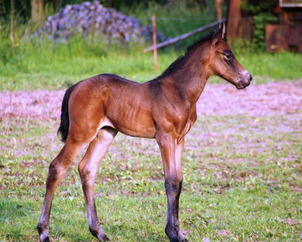 broodmare Cara Facella (Oldenburg, 2013, from Los Angeles)