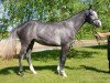 broodmare Cornela 3 (Mecklenburg, 2010, from Cornado II)