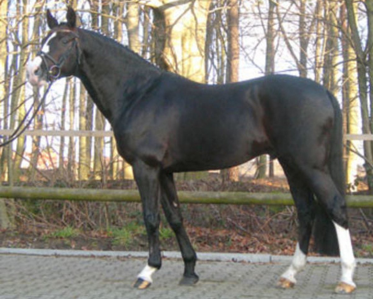 Deckhengst Cap Cennedy N (Deutsches Reitpony, 1995, von Campari)