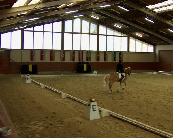 Reitturnier Weikersdorf am Steinfelde 2022