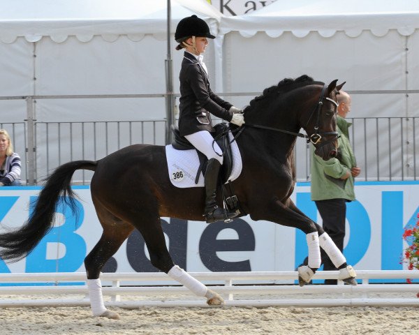 stallion Fehkamps Nightley (German Riding Pony, 2009, from Noir de Luxe)