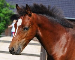 dressage horse Fohlen D Nr.4 (Westphalian, 2012, from A Gorgeous)