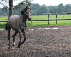 dressage horse Sugar (Trakehner, 2009, from Connery)