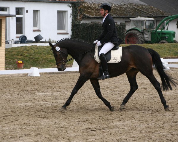 broodmare Pasion Perpetua (ex Pallandra) (Trakehner, 2007, from Kaiserkult TSF)