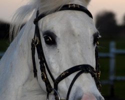 broodmare Toscana (German Riding Pony, 1989, from Windur AA)