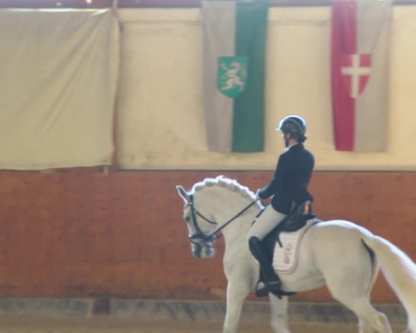 Reitturnier Weikersdorf am Steinfelde 2022