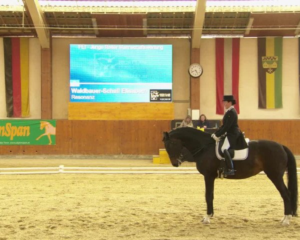 Reitturnier Weikersdorf am Steinfelde 2022