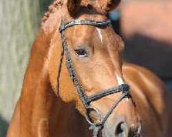 broodmare Donna Prima (Westphalian, 2003, from Don Bolero 5)