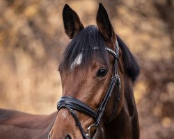 Springpferd Cascadella B (Hannoveraner, 2014, von Cascadello)