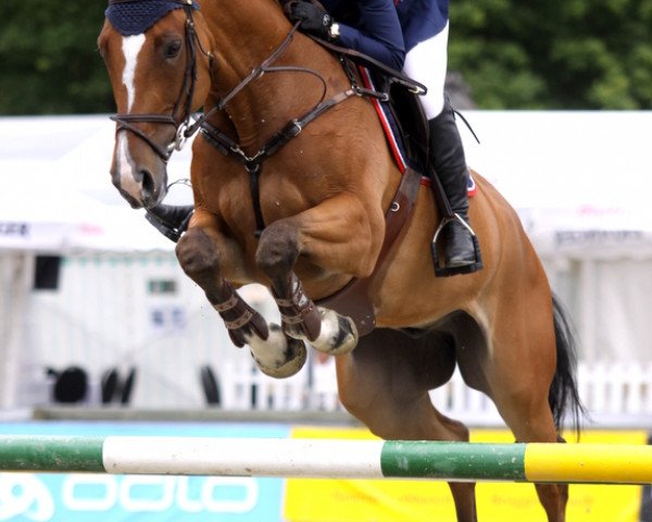 jumper Speed de Quintin (Selle Français, 2006, from Quick Star)