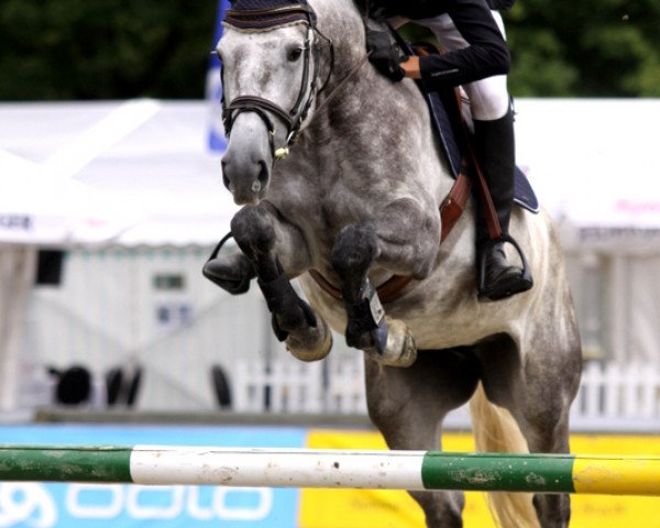 Springpferd Goya 170 (Belgisches Warmblut,  )