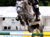 Springpferd Goya 170 (Belgisches Warmblut,  )