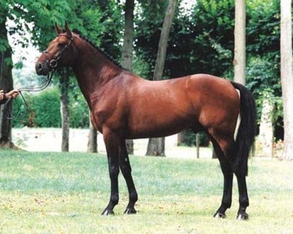 stallion Fétiche du Pas (Selle Français, 1993, from Le Tôt de Semilly)