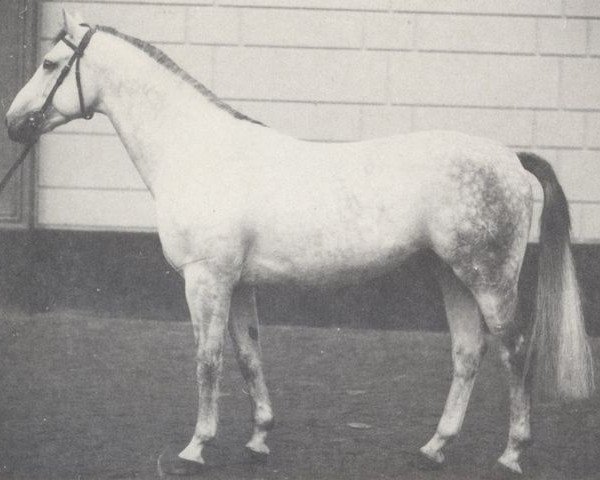 stallion Deichvogt (Hanoverian, 1971, from Duktus)