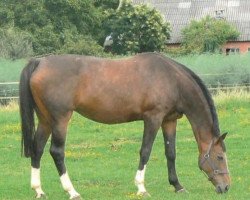 broodmare Ilotte (Hanoverian, 1990, from Pilot)