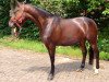 broodmare Struwelpeter 8 (Hanoverian, 2008, from Stakkato Gold)