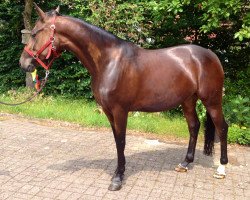 broodmare Struwelpeter 8 (Hanoverian, 2008, from Stakkato Gold)