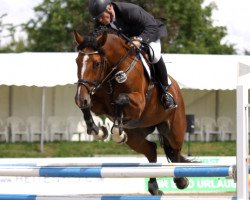 broodmare Lambada H (Holsteiner, 2007, from Lordanos)