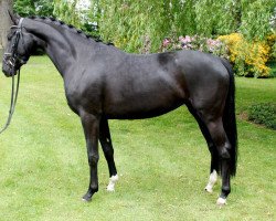 broodmare Sherazade (Oldenburg, 2009, from Sir Donnerhall I)