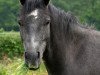 jumper Don Filou D (German Riding Pony, 2006, from Dreamcatcher)