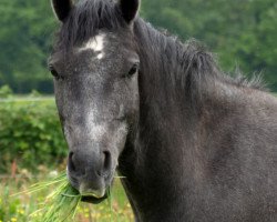 jumper Don Filou D (German Riding Pony, 2006, from Dreamcatcher)