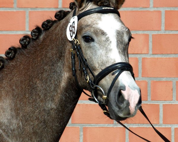 dressage horse Caprice D (German Riding Pony, 2009, from Casino Royale K WE)