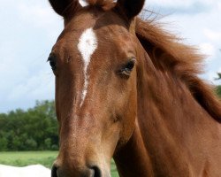 broodmare Estha (Hanoverian, 1996, from Eklatant)