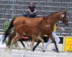 dressage horse Lirio de Luna (Württemberger, 2013, from Lord Leopold 7)