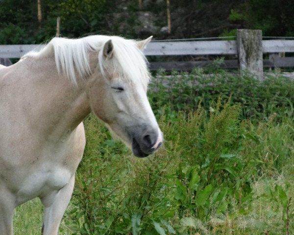 horse Kittis (Haflinger, 2008, from liz. 264/T Steinfeder)