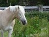 horse Kittis (Haflinger, 2008, from liz. 264/T Steinfeder)