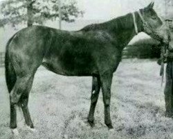 broodmare Delta xx (Thoroughbred, 1952, from Nasrullah xx)