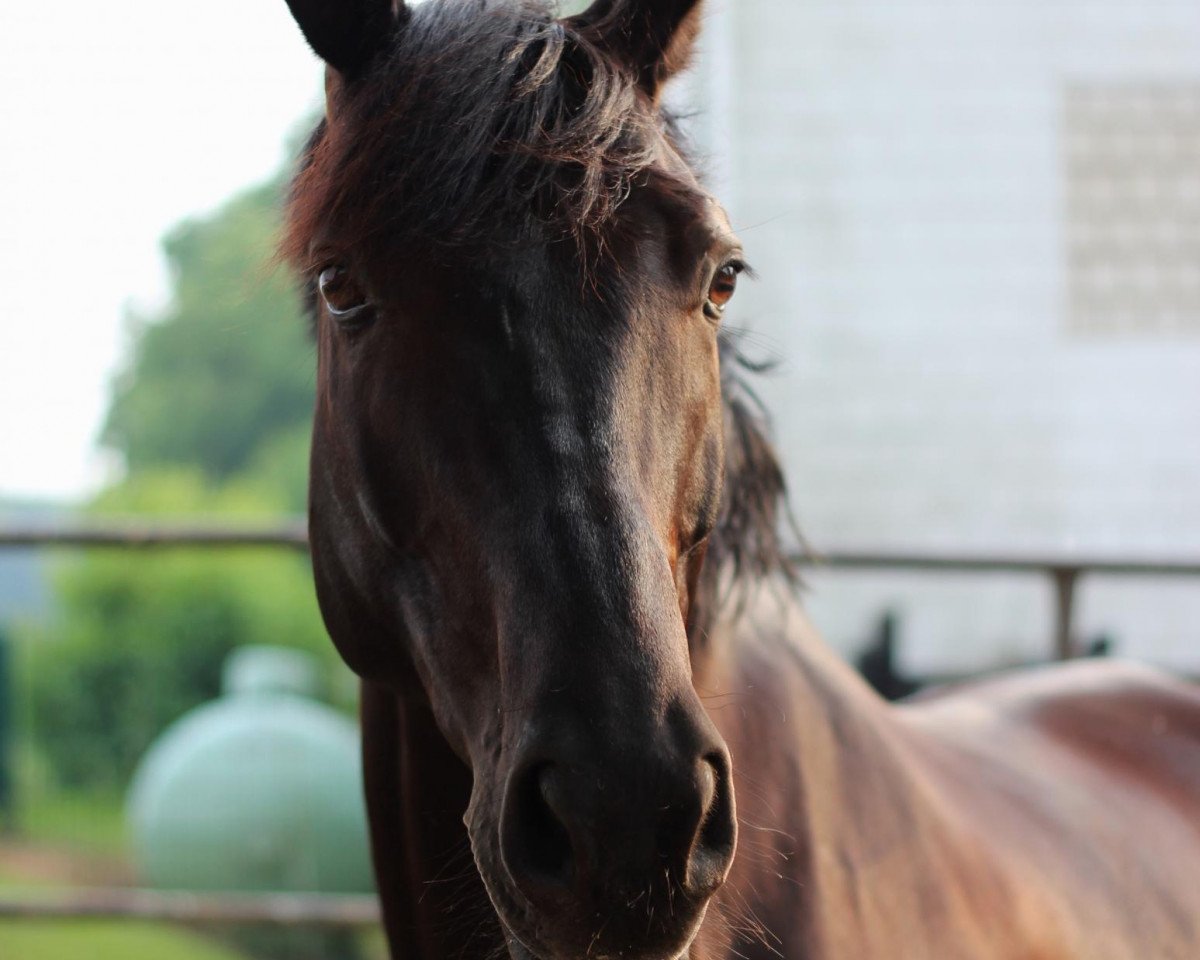 dressage horse Lauries Antares (Oldenburg, 2006, from Lauries As)