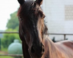 dressage horse Lauries Antares (Oldenburg, 2006, from Lauries As)