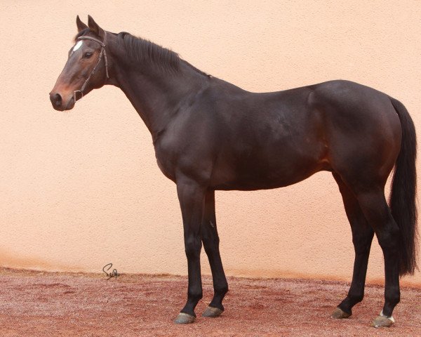 stallion Khalkevi xx (Thoroughbred, 1999, from Kahyasi xx)