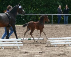 dressage horse Bobby Blue Moon (Westphalian, 2013, from Top Berlin)