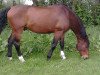 stallion Larioso (Bavarian, 1993, from Landadel)