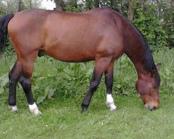 stallion Larioso (Bavarian, 1993, from Landadel)