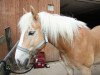 dressage horse Sunny 1119 (Haflinger, 2001, from Star (6,25% ox))