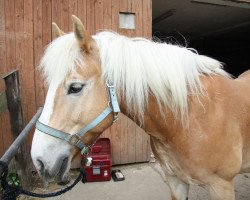 dressage horse Sunny 1119 (Haflinger, 2001, from Star (6,25% ox))