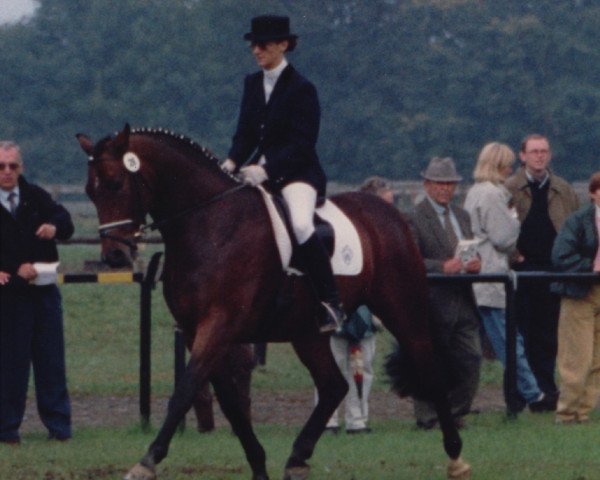 Pferd Astilos (Westfale, 1990, von Akitos xx)