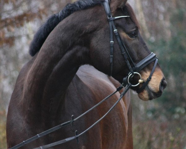 Pferd Ricci finaud (Westfale, 2006, von Riccione)