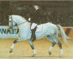 stallion Rhytmus S (Westphalian, 1989, from Rheingold)