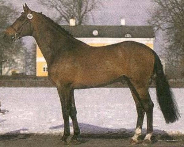 stallion Ohorn (Royal Warmblood Studbook of the Netherlands (KWPN), 1996, from Ahorn)