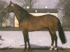 Deckhengst Ohorn (Koninklijk Warmbloed Paardenstamboek Nederland (KWPN), 1996, von Ahorn)