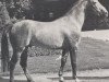 Pferd Bengale (Westfale, 1971, von Ben Shirin xx)