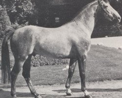 stallion Bengale (Westphalian, 1971, from Ben Shirin xx)